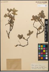 Foto von Salix reptans Rupr.